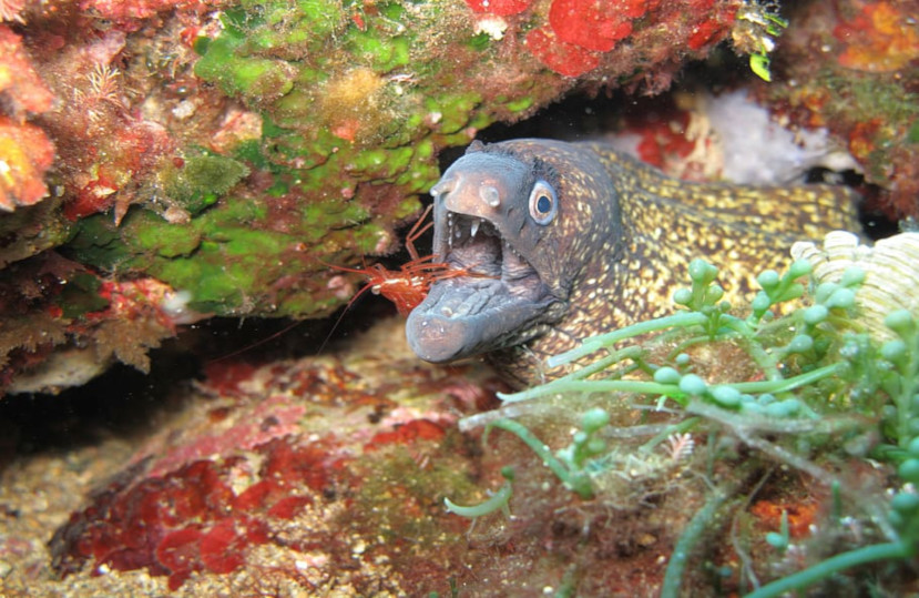 El Covid-19 ha aumentado de manera significativa los peces y mariscos en la reserva de las Illes Medes – Junio 2020