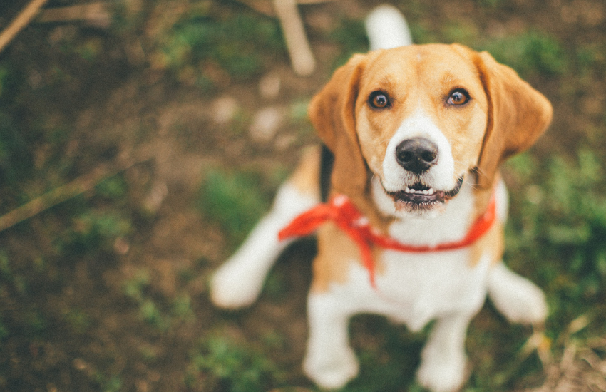 torroella pet friendly apartments