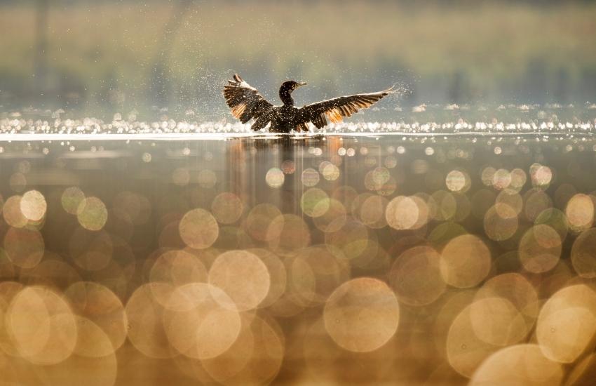 Ornitokayak en el río Ter